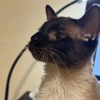 Maspeth Animal Hospital ico