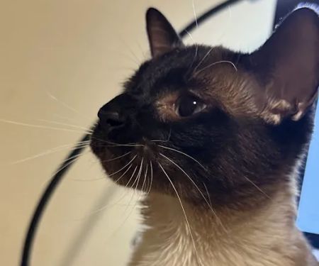 Maspeth Animal Hospital
