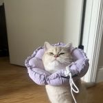 Veterinary Care Group - Middle Village