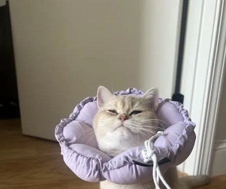 Veterinary Care Group - Middle Village