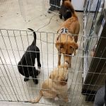 Petco