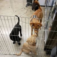 Petco ico
