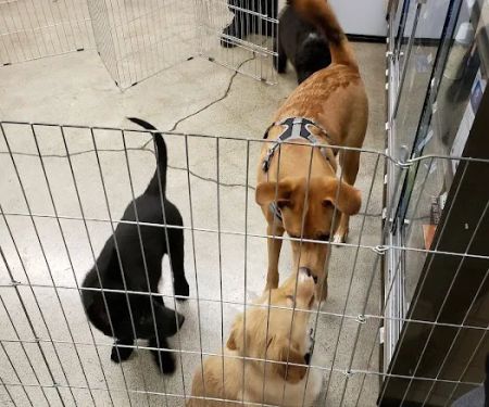 Petco