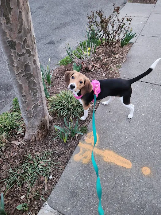 VEG ER for Pets Picture 8