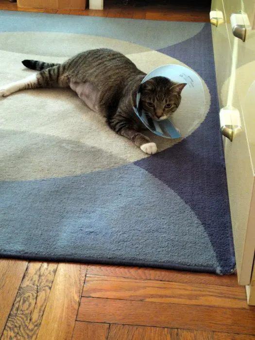 VEG ER for Pets Picture 1