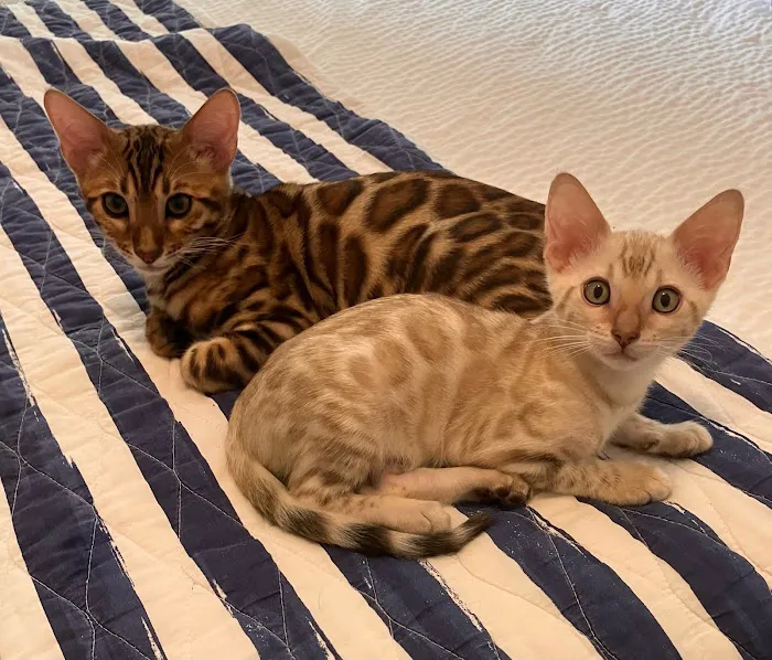 LaVieAnge Bengal Cats and Kittens Cattery Picture 1