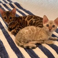 LaVieAnge Bengal Cats and Kittens Cattery ico