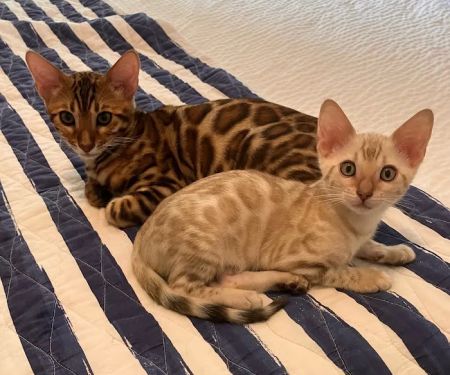 LaVieAnge Bengal Cats and Kittens Cattery