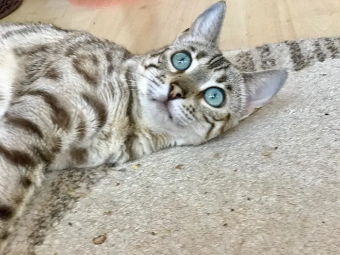 LaVieAnge Bengal Cats and Kittens Cattery Picture 8