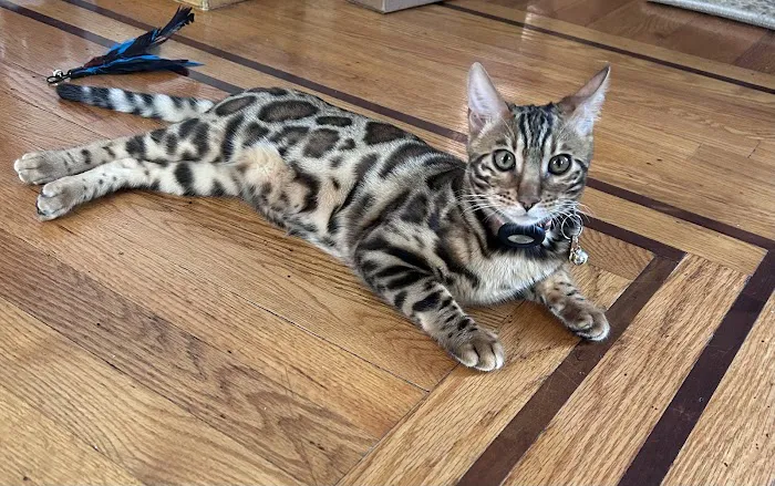 LaVieAnge Bengal Cats and Kittens Cattery Picture 4