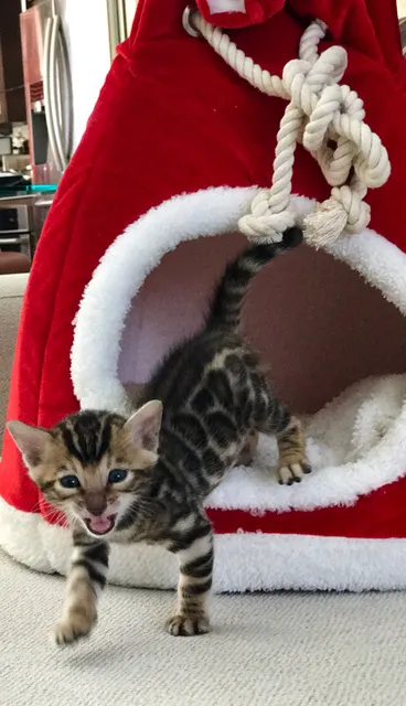 LaVieAnge Bengal Cats and Kittens Cattery Picture 9