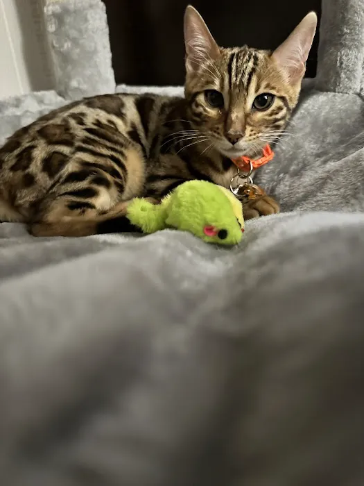 LaVieAnge Bengal Cats and Kittens Cattery Picture 3