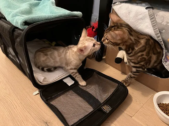 LaVieAnge Bengal Cats and Kittens Cattery Picture 5