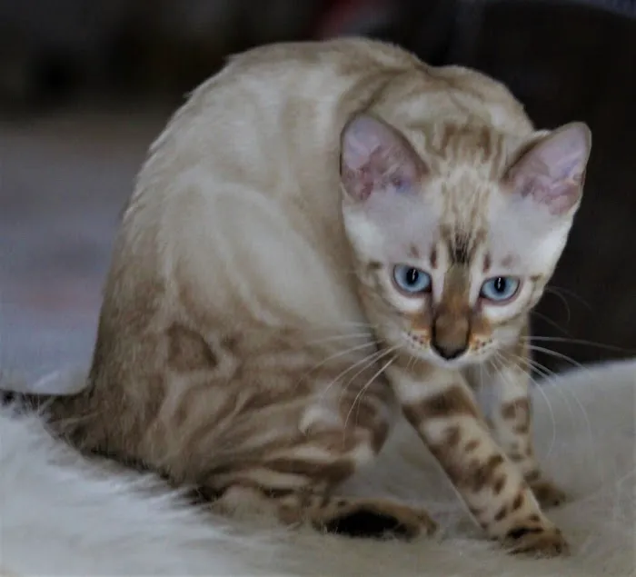 LaVieAnge Bengal Cats and Kittens Cattery Picture 7