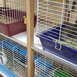 Everything Pets