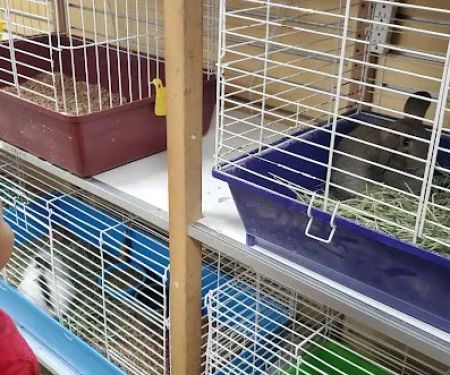 Everything Pets
