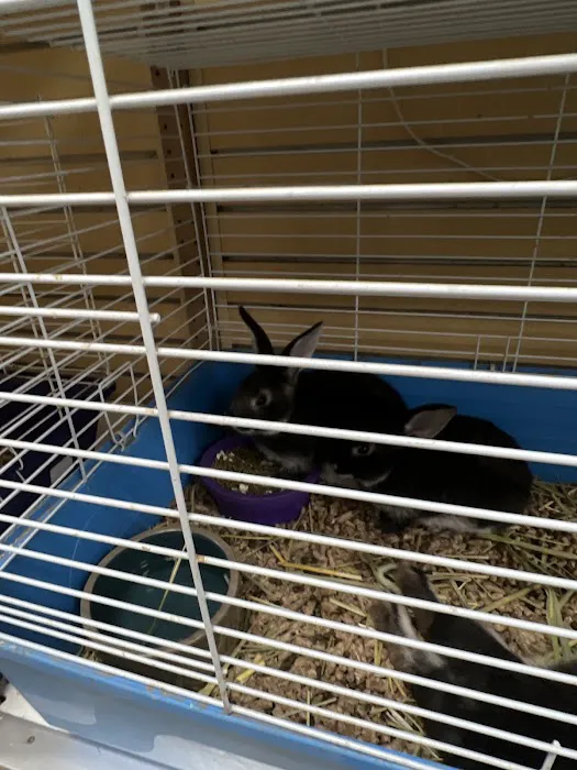 Everything Pets Picture 7