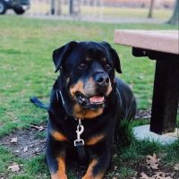 Animal Hospital of Brooklyn ico