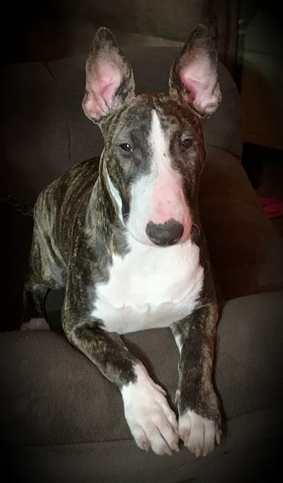 Animal Hospital of Brooklyn Picture 2