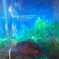 FISH TALES & FUR ico