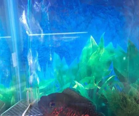 FISH TALES & FUR