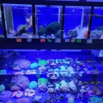 Emmons Tropical Fish & Ponds