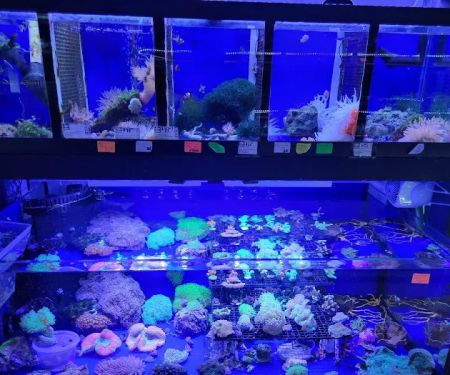 Emmons Tropical Fish & Ponds