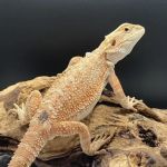 J and B Reptile Company
