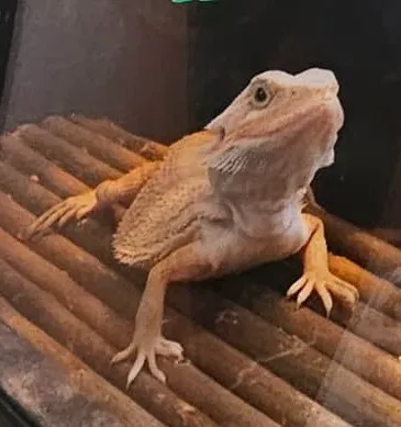 J and B Reptile Company Picture 3