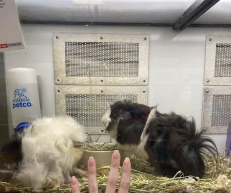 Petco
