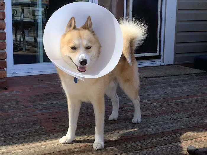 Vetco Total Care Animal Hospital Picture 2