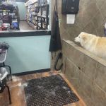 Choice Pet - Guilford