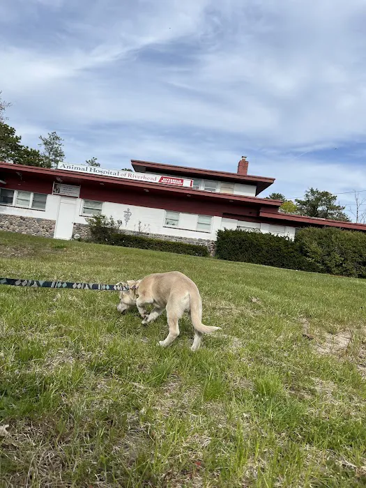 Animal Hospital of Riverhead Picture 2