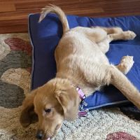 Animal Hospital of Riverhead ico