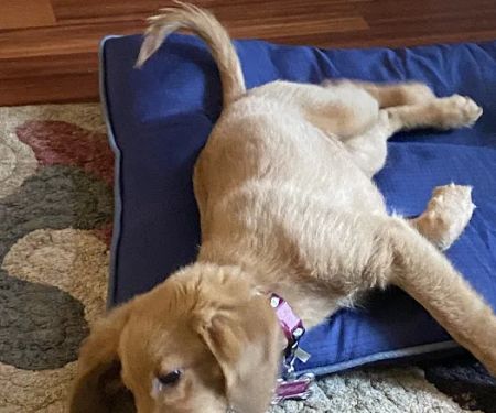 Animal Hospital of Riverhead