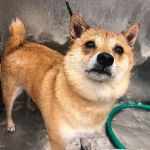 Peconic Bay Animal Hospital