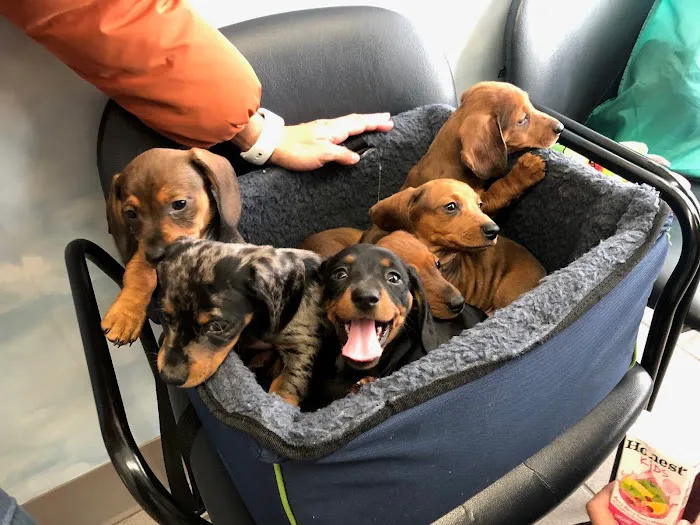 Peconic Bay Animal Hospital Picture 5