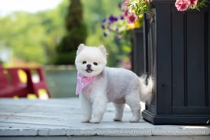 Peconic Bay Animal Hospital Picture 4