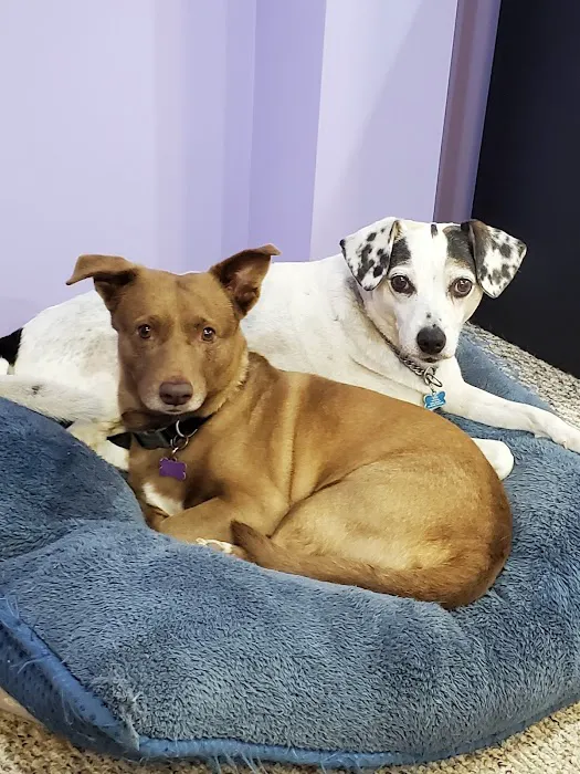 Hampton Veterinary Hospital Picture 9
