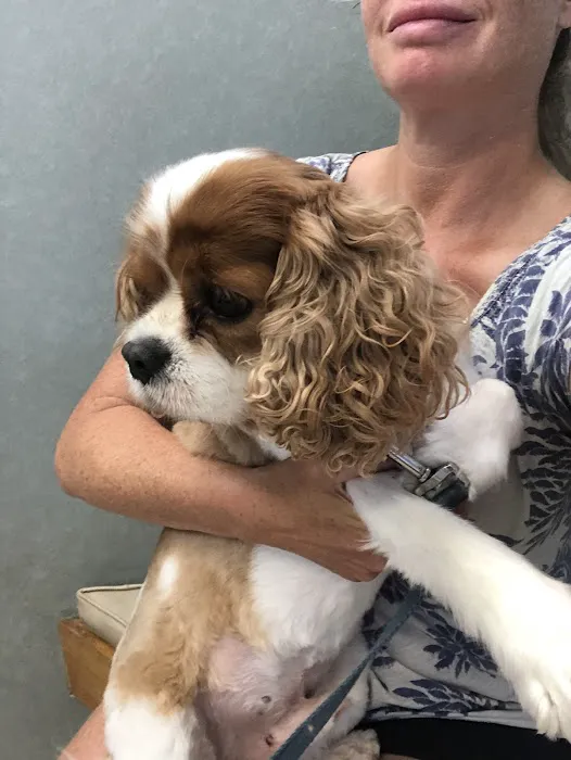 Hampton Veterinary Hospital Picture 2