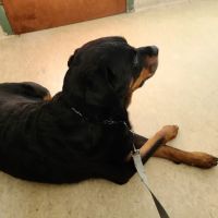 Hampton Veterinary Hospital ico