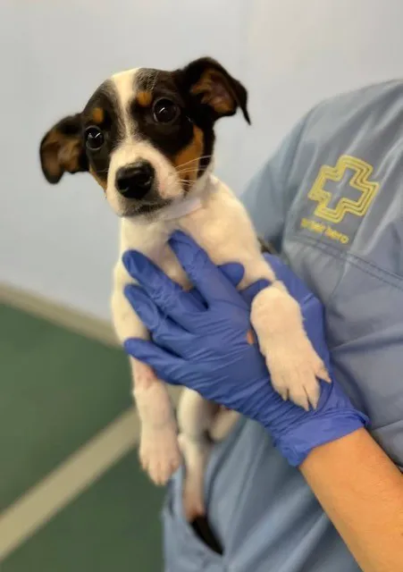 Bideawee Animal Hospital Picture 3