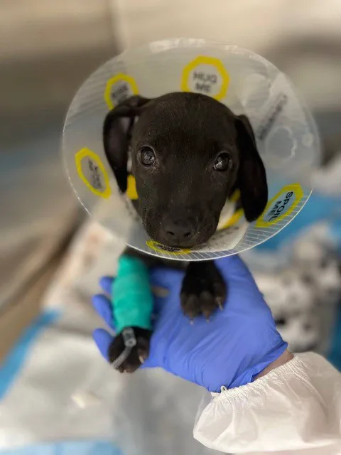 Bideawee Animal Hospital Picture 10