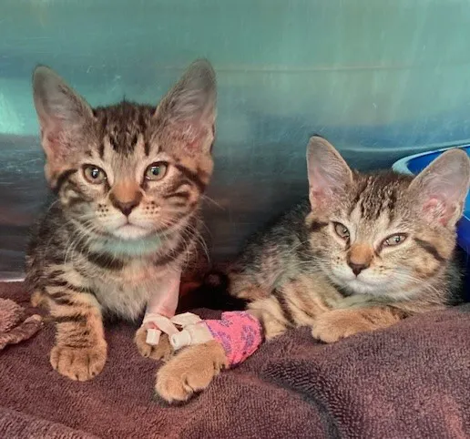 Bideawee Animal Hospital Picture 9