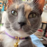 Bideawee Animal Hospital ico
