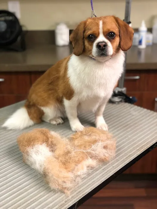 Westhampton Beach Animal Hospital Picture 2
