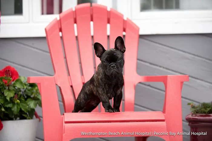 Westhampton Beach Animal Hospital Picture 8