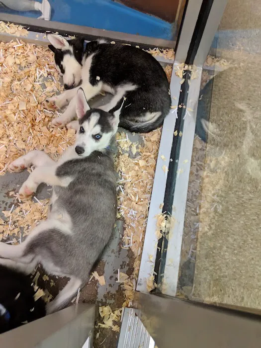 The Dog House Picture 3