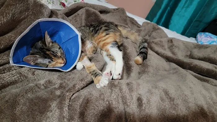 IAC Urgent Vets - Queens Picture 5