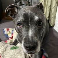 IAC Urgent Vets - Queens ico